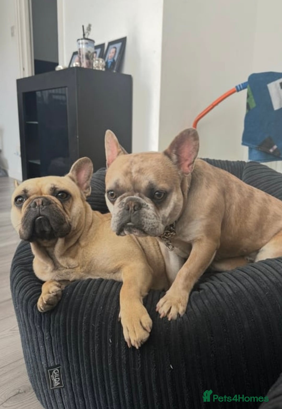 French Bulldog dogs for sale: French bulldog puppies - Advert 2