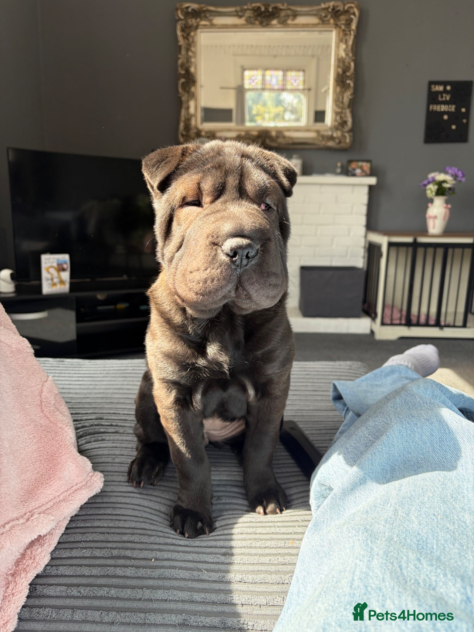 Shar Pei dogs Female Shar Pei - Luna🐶 - Advert 1