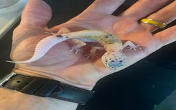 Leopard Gecko reptiles for sale: Leopard geckos cb25  - Advert 4