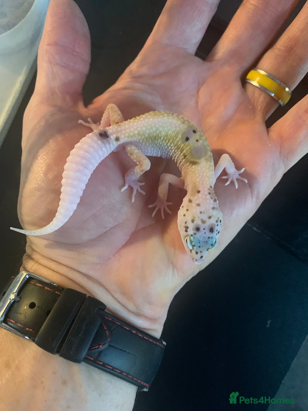 Leopard Gecko reptiles for sale: Leopard geckos cb25  - Advert 4