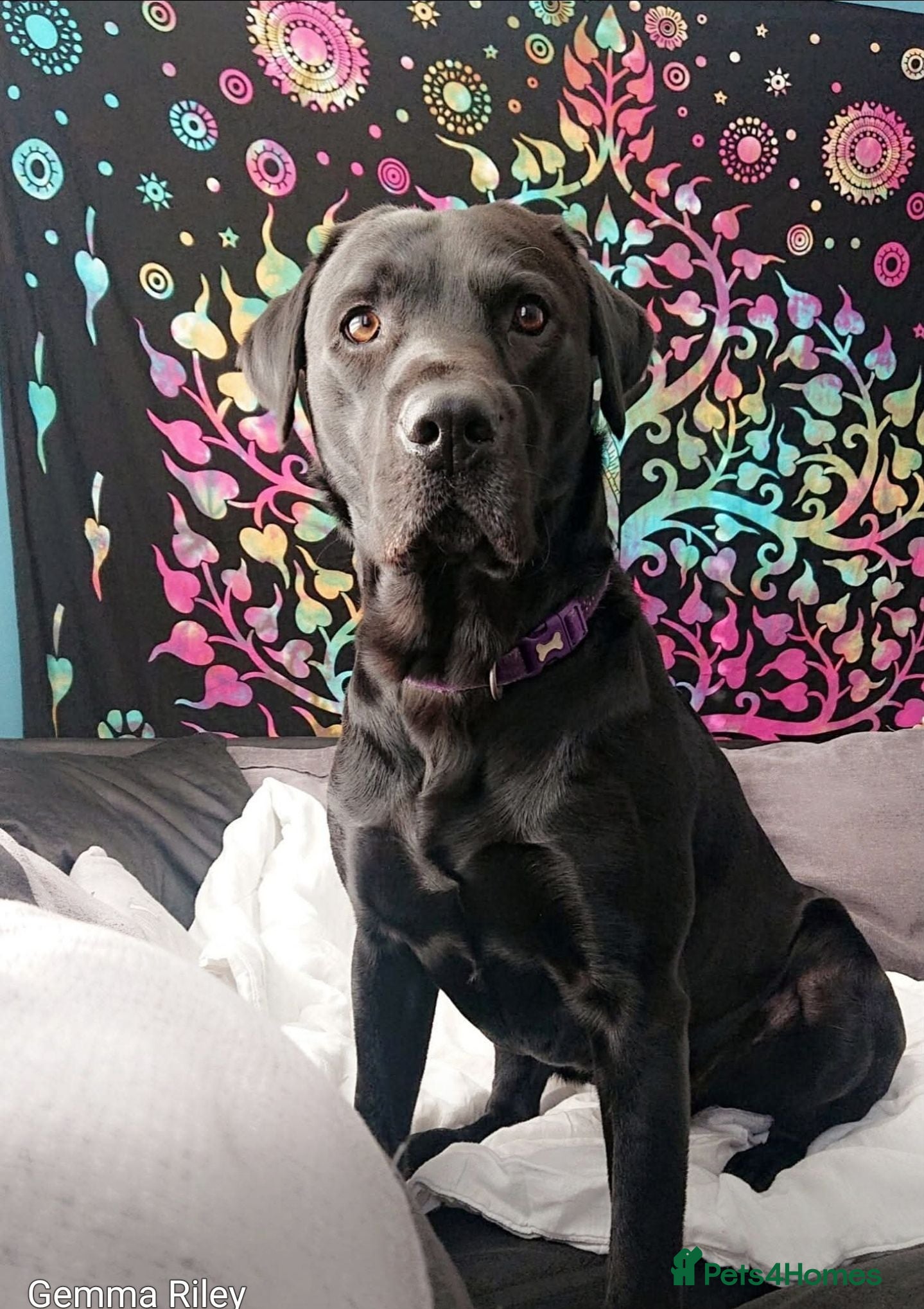 Labrador Retriever dogs Old boy looking for forever home. - Advert 1