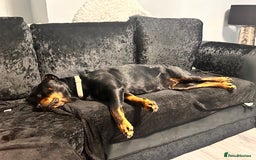 Rottweiler dogs for sale: Female Rottweiler  - Image 2