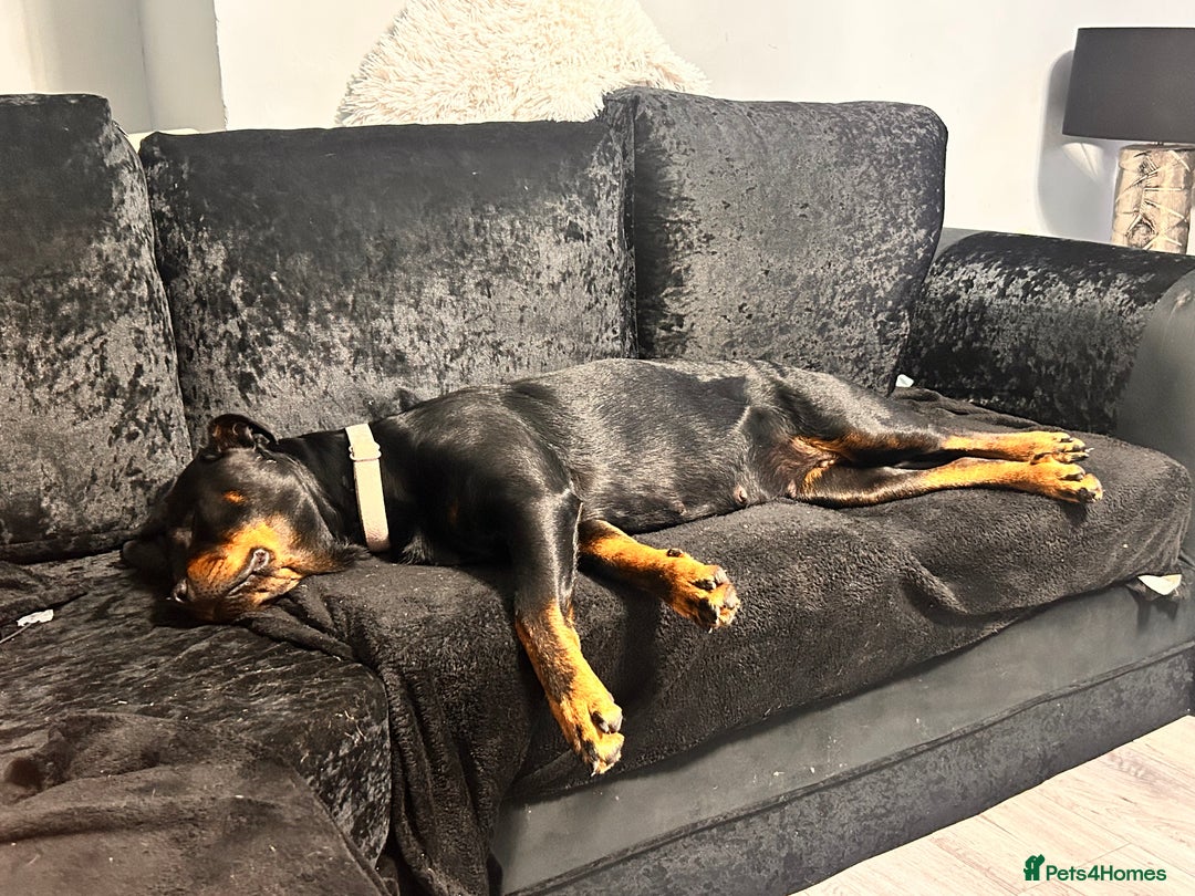 Rottweiler dogs for sale: Female Rottweiler  - Image 2