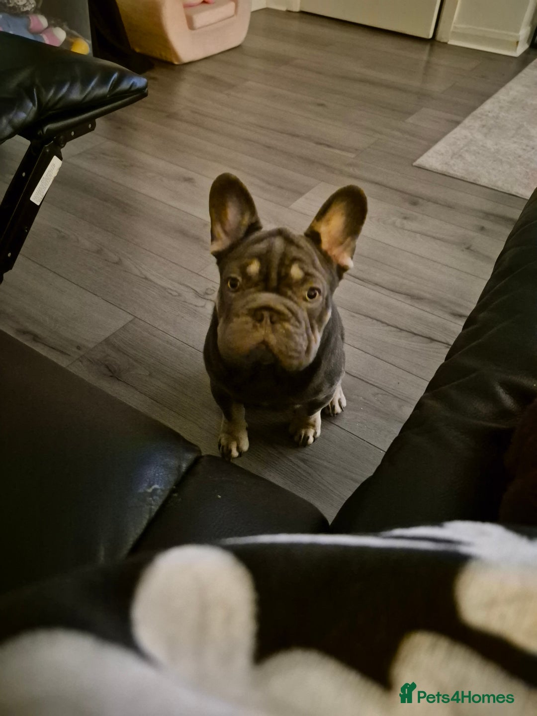 French Bulldog dogs for sale: Rocky french bulldog - Advert 5