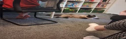 Ragdoll cats for sale: Handsome boy in Newbury - Advert 10