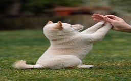 Japanese Shiba Inu dogs for sale: Beautiful Cream Shiba Inu boy for sale  - Image 18