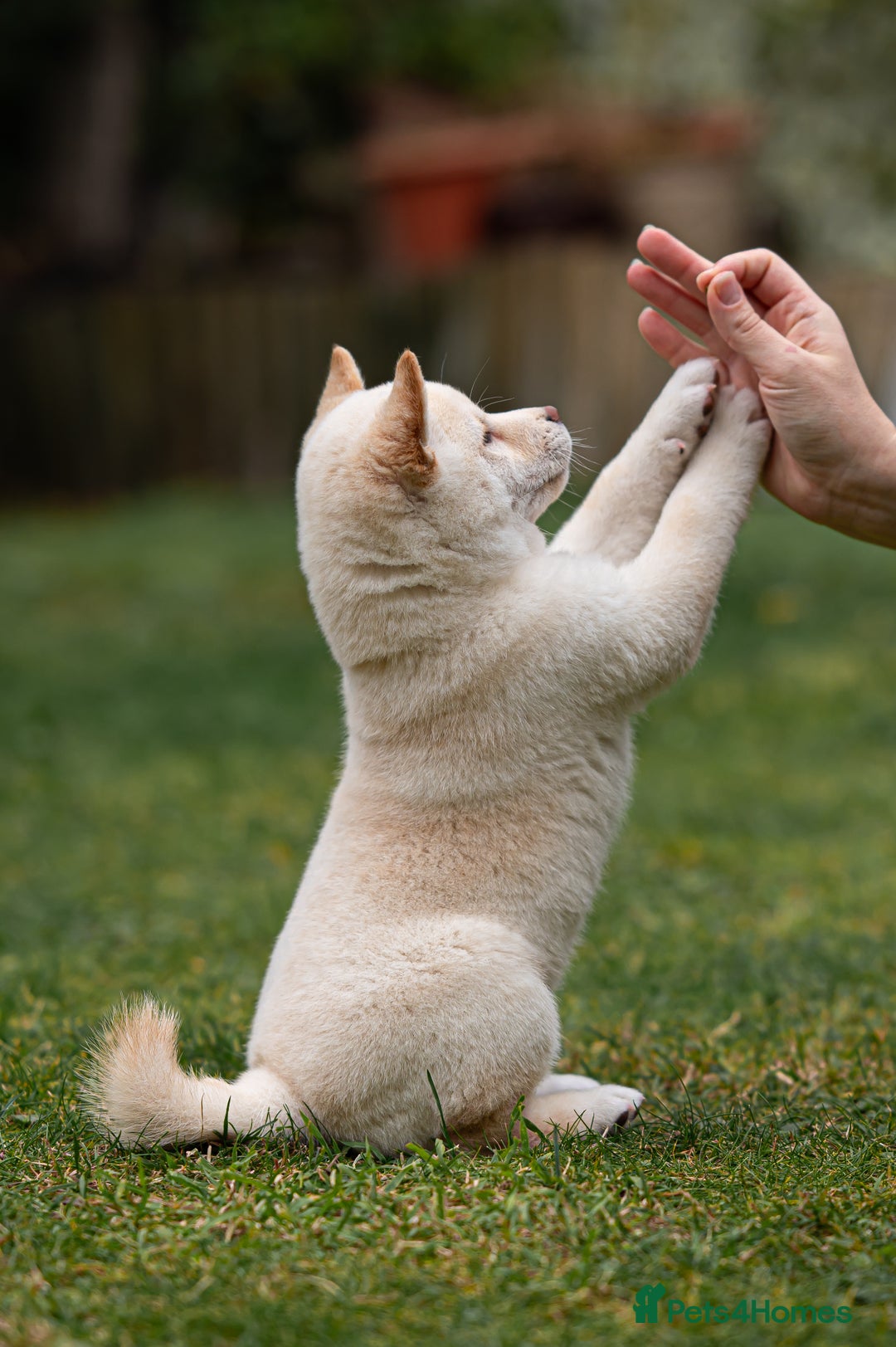Japanese Shiba Inu dogs for sale: Beautiful Cream Shiba Inu boy for sale  - Image 18