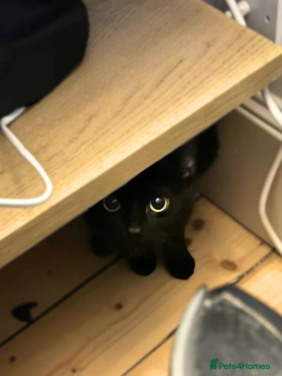 Mixed Breed cats for adoption: Fur Besties for a Calm Home - Advert 1