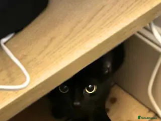 Mixed Breed cats Fur Besties for a Calm Home - Advert 3