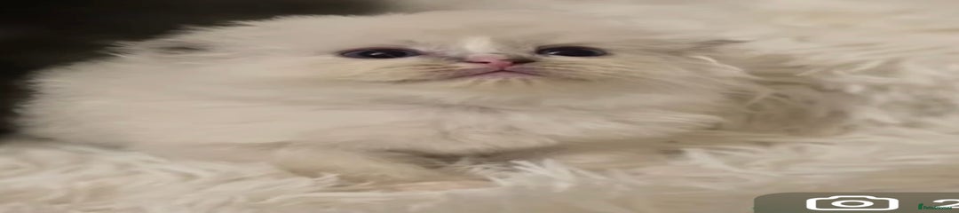 Persian Kitten 4