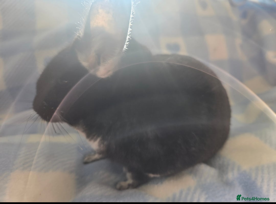 Chinchilla rodents for sale: Bonded mother and daughter pair - Image 16