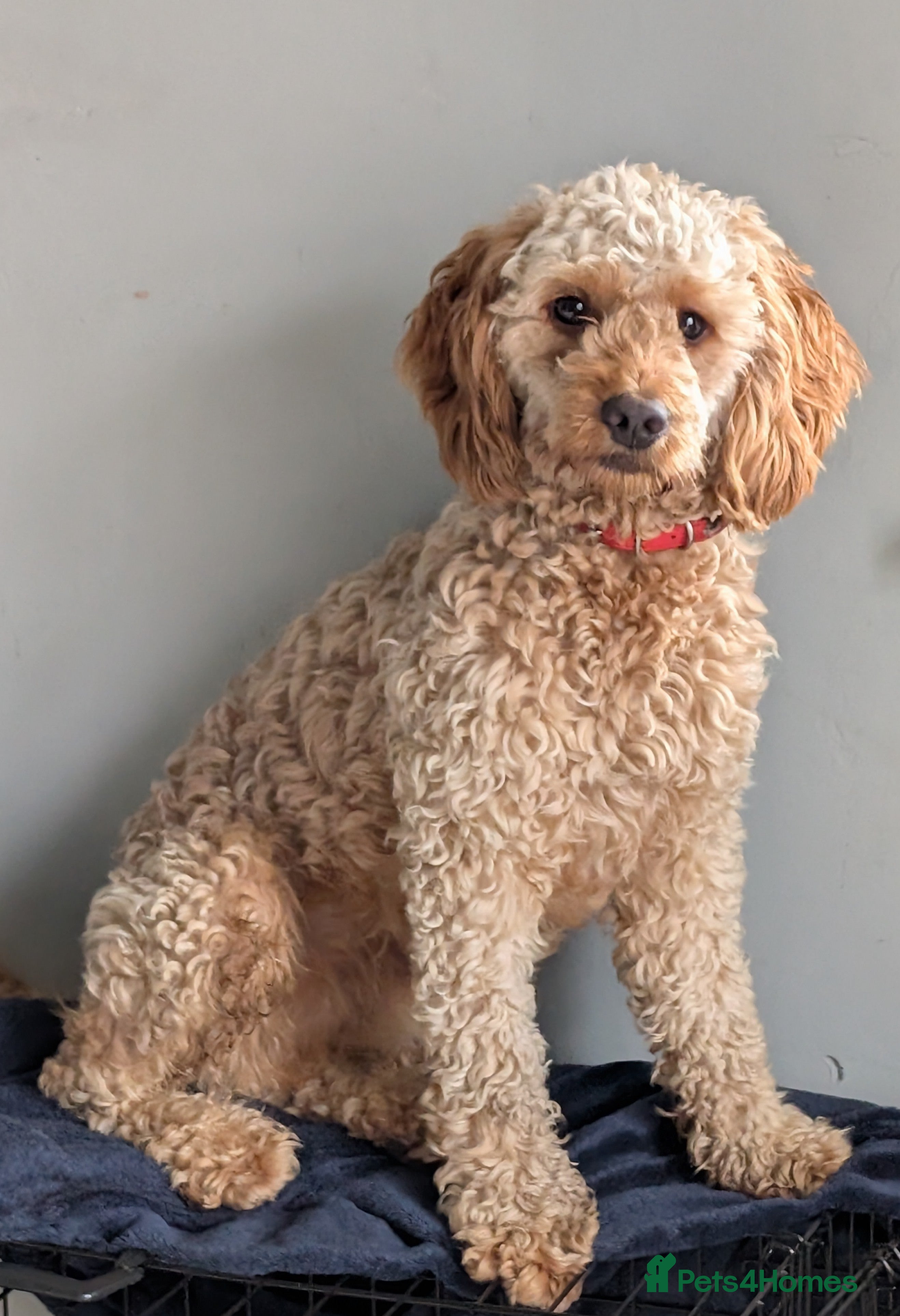 Cockapoo dogs F1 Apricot male cockapoo (stunning) - Advert 4