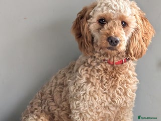 Cockapoo dogs F1 Apricot male cockapoo (stunning) - Advert 1