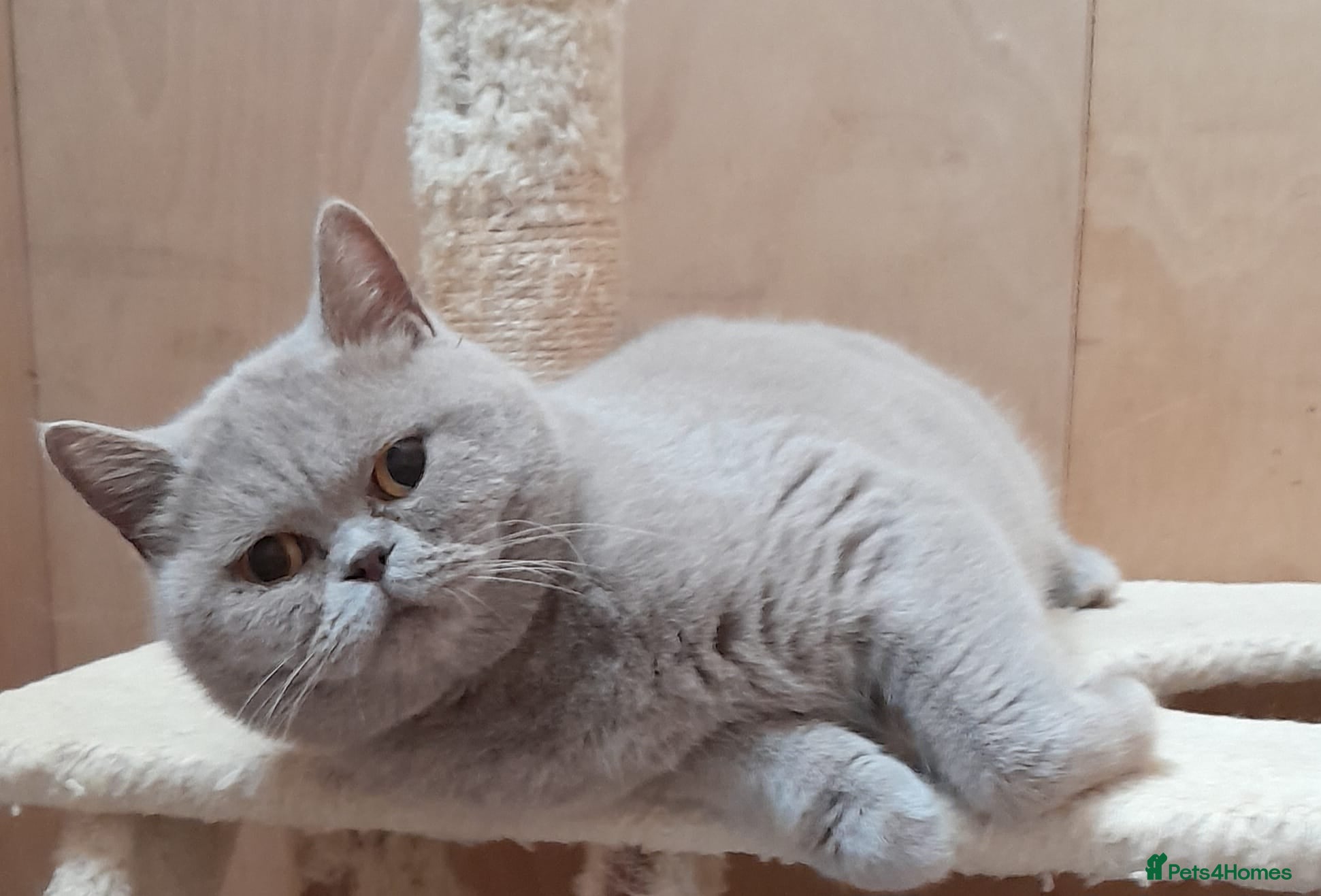 British Shorthair cats STUNNING LILAC GCCF BSH 4 YEAR OLD FEMALE  - Advert 1