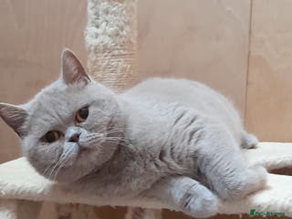 British Shorthair cats STUNNING LILAC GCCF BSH 4 YEAR OLD FEMALE - Advert 16
