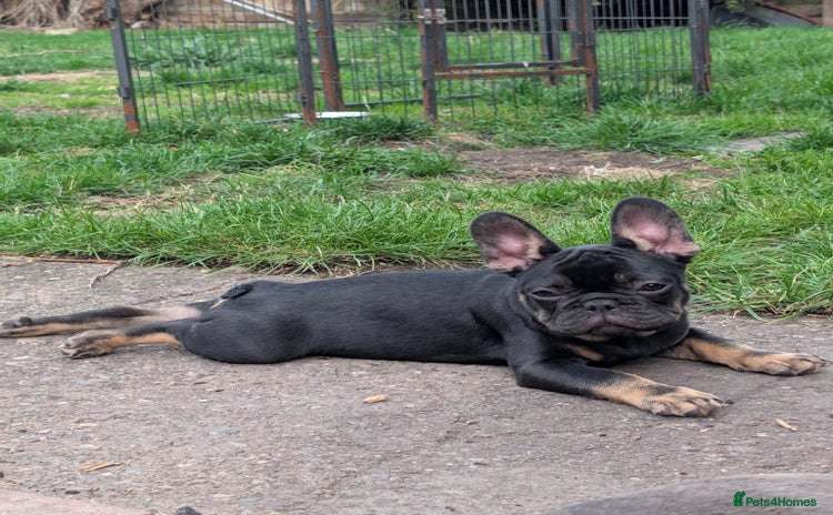 French Bulldog dogs - Advert 5