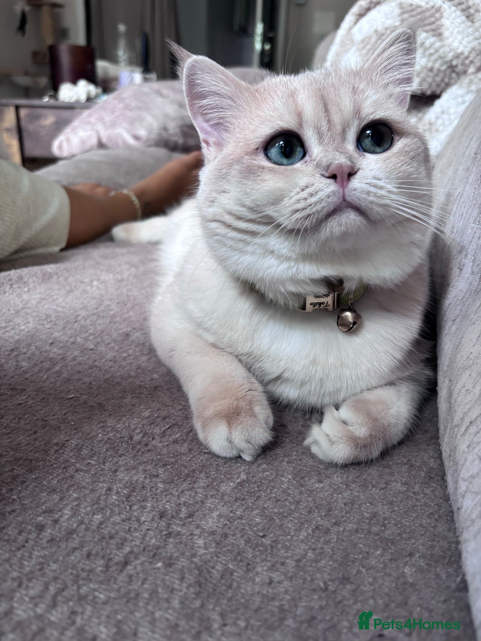 British Shorthair cats 🩵Tokito - AY12 Golden Blue BSH Stud - Advert 1