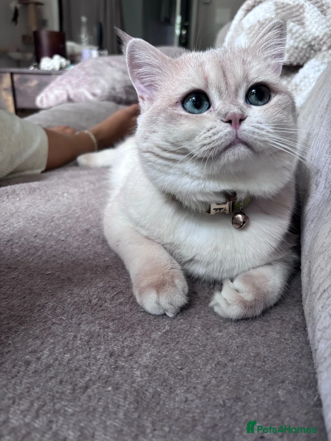 British Shorthair cats for stud: 🩵Tokito - AY12 Golden Blue BSH Stud in London - Advert 1