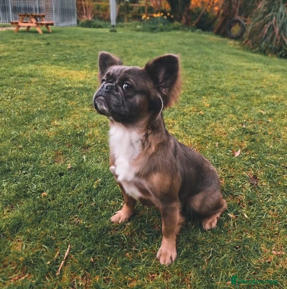 French Bulldog dogs FULL FLUFFY KC REG FRENCH BULLDOGS–MOTHER & SON  - Advert 10