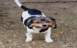 Yorkshire Terrier dogs for sale: Adult Yorkshire Terrier Biewer Girl - Image 6