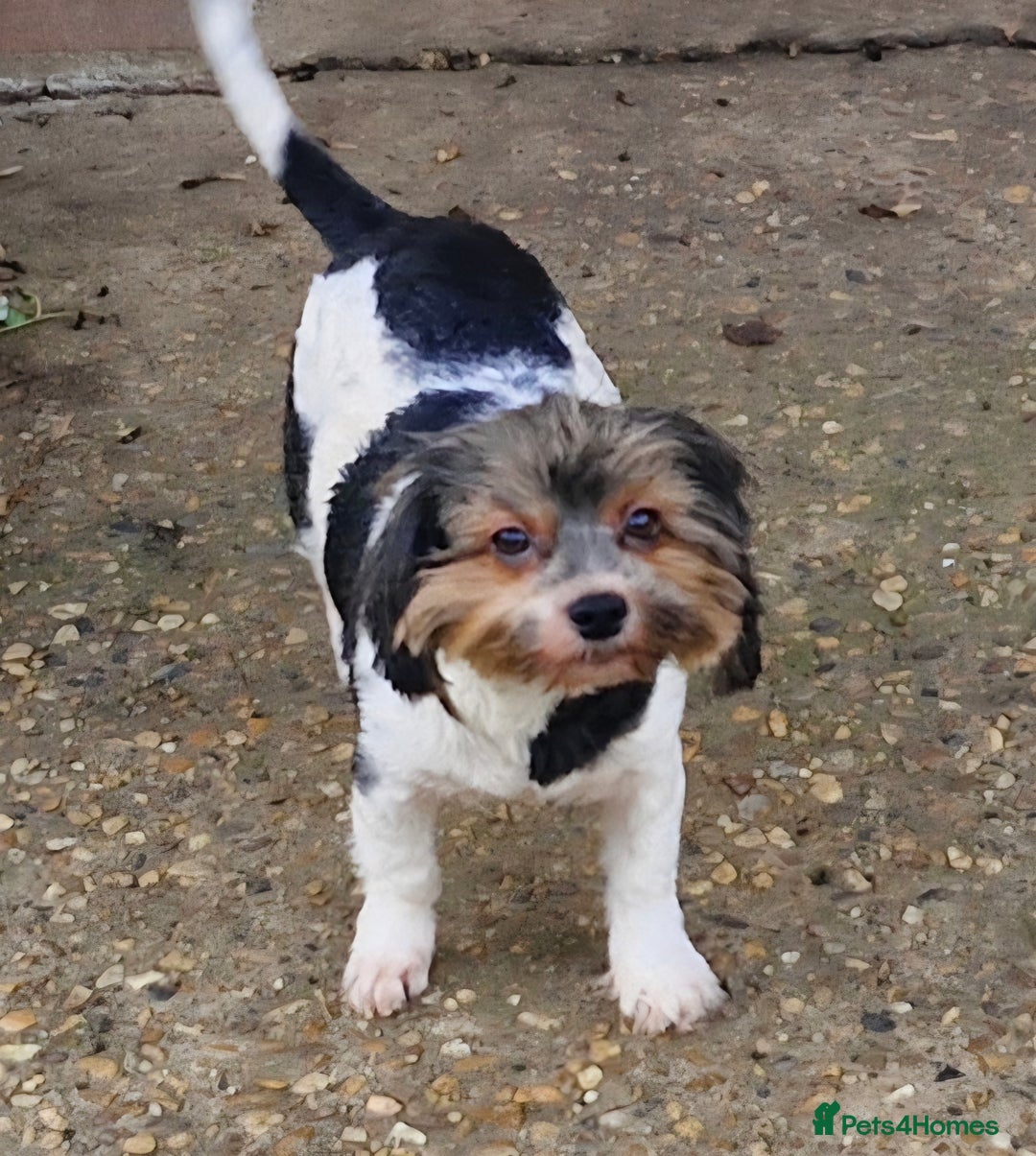 Yorkshire Terrier dogs for sale: Adult Yorkshire Terrier Biewer Girl - Image 6