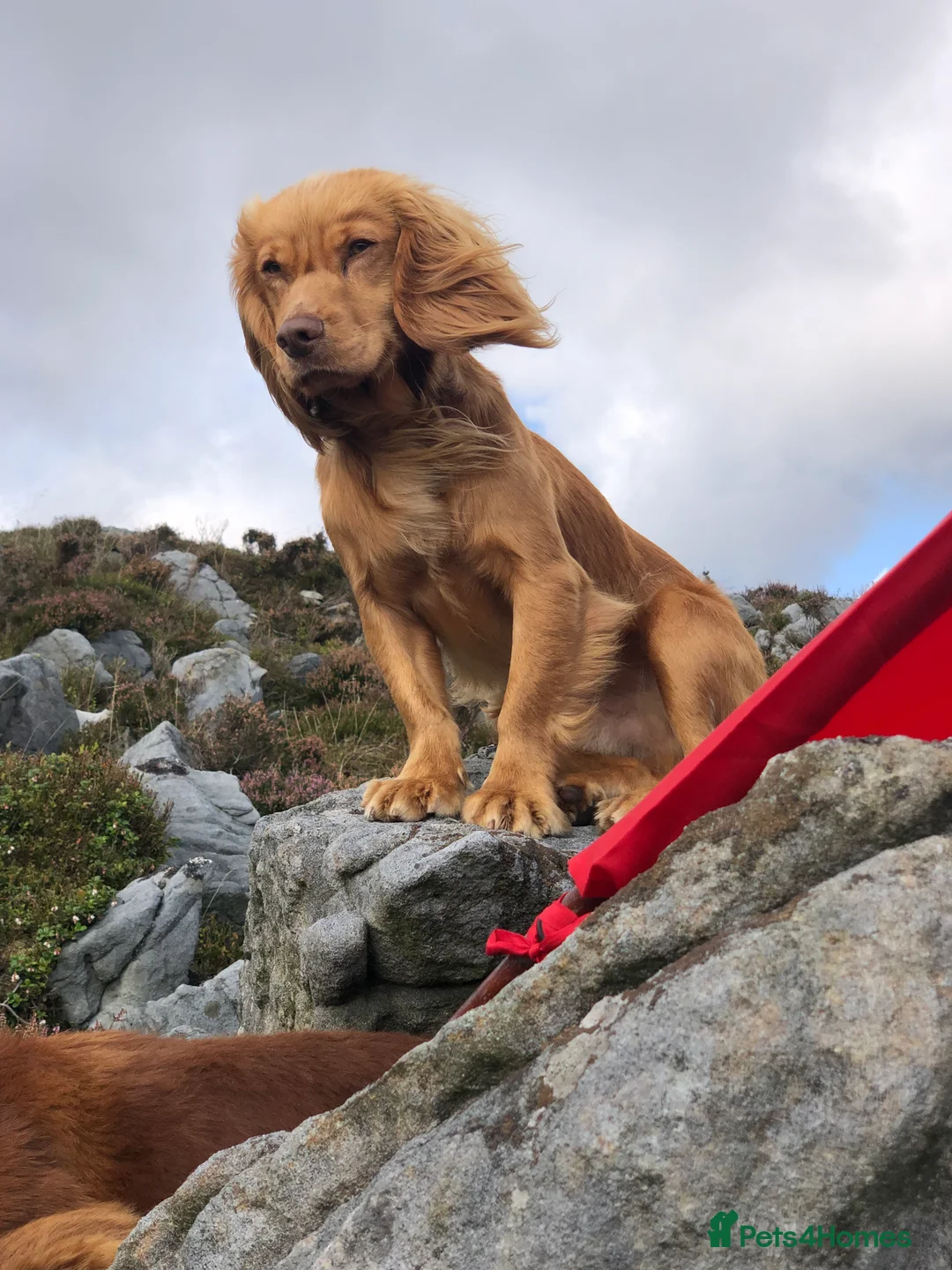 Cocker Spaniel dogs for stud: Excellent cocker spaniel standing at stud in Lancaster - Advert 3