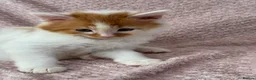 Munchkin cats for sale: Long leg munchkin kittens in Tonbridge - Advert 7