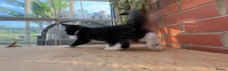 Korat cats for sale: Kittens for Sale – Price Negotiable 🐾 - Advert 5