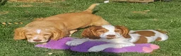 Cocker Spaniel dogs for sale: Beautiful KC Reg. Cocker Spaniels price reduced..  - Advert 8