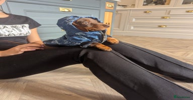Miniature Dachshund dogs - Advert 1