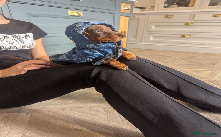 Miniature Dachshund dogs - Advert 1