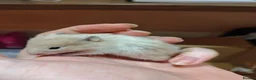 Hamster rodents for sale: Baby syrain hamsters - Advert 12