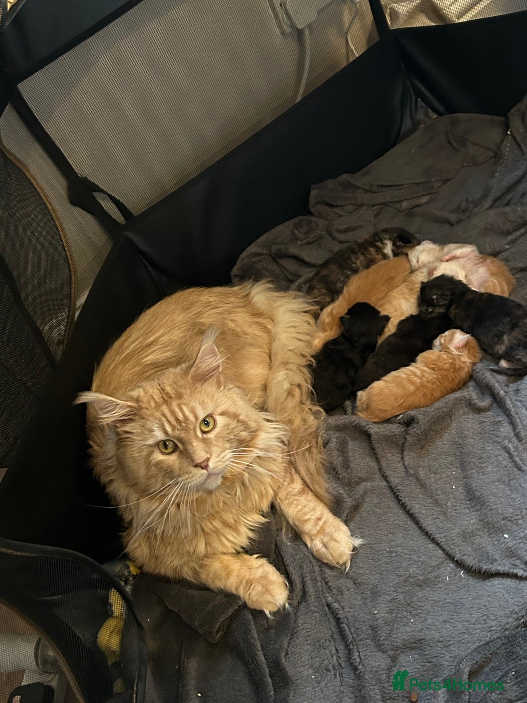 Maine Coon cats for sale: Stunning XL Pure bred Main Coon kittens for sale  - Image 3