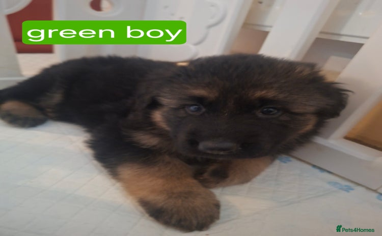 German Shepherd dogs Stunning German shepherd puppies for sale - Advert 9