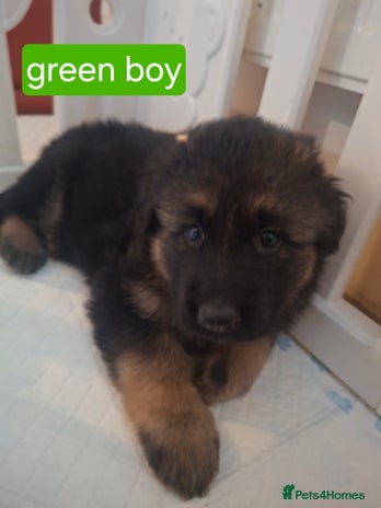 German Shepherd dogs Stunning German shepherd puppies for sale - Advert 9