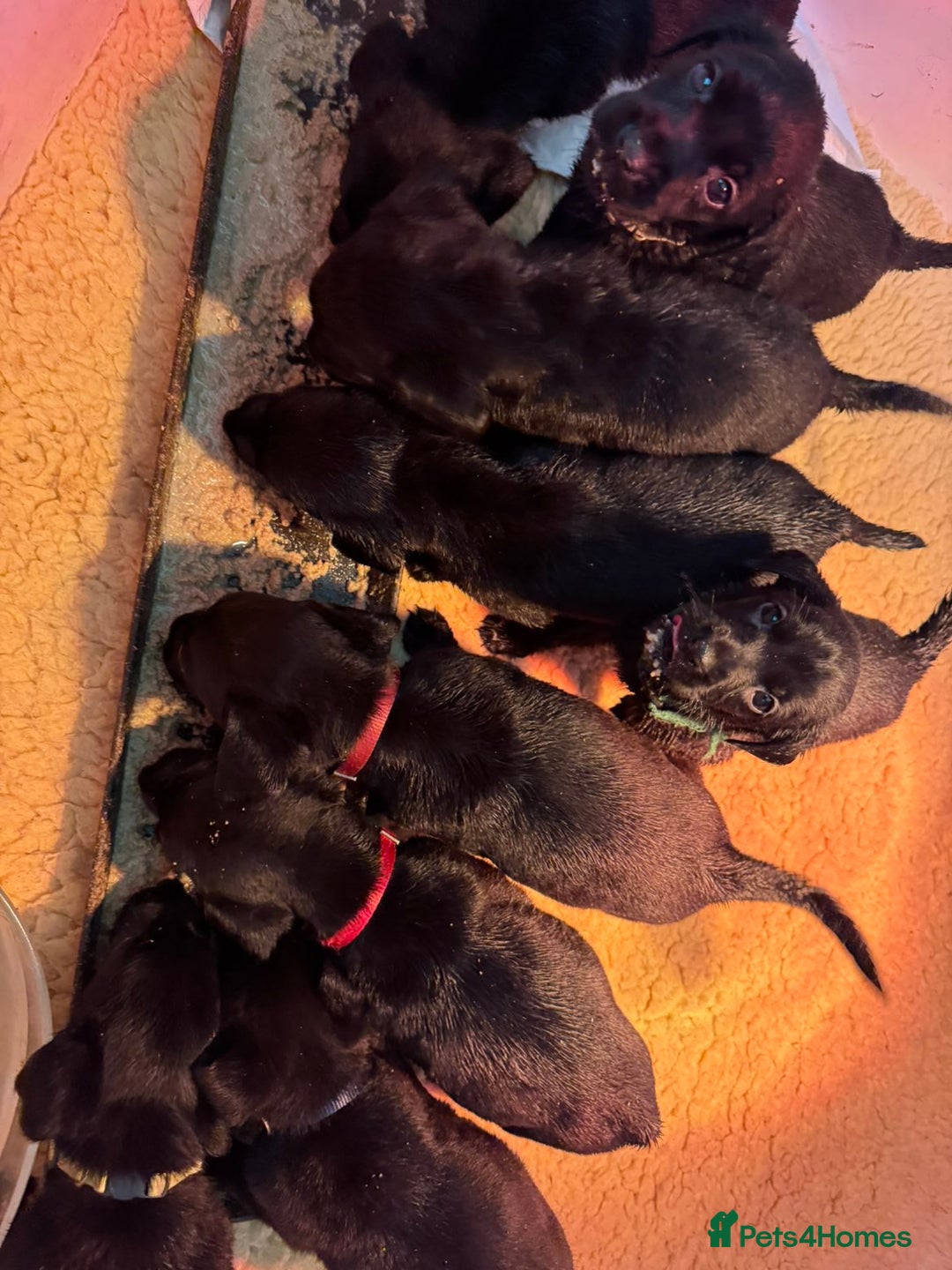 Labrador Retriever dogs for sale: Gorgeous Black Labrador Puppies  - Advert 4