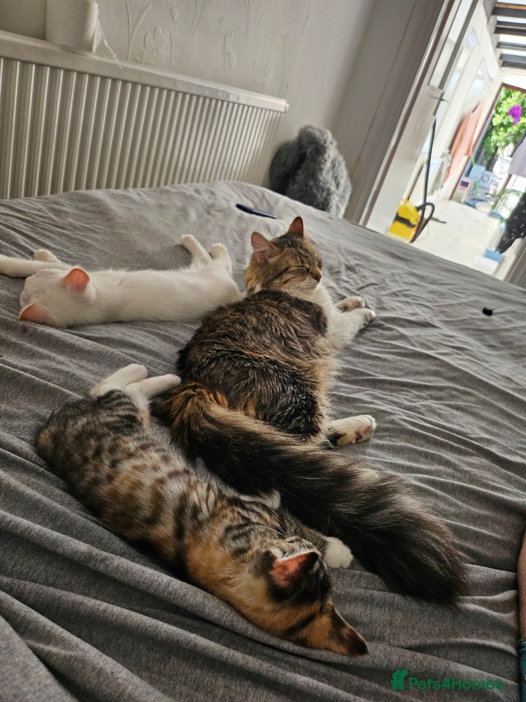 Maine Coon cats for sale: Beautiful kittens  - Image 16