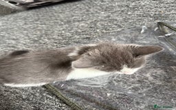 Mixed Breed cats for sale: mixed breed kittens for sale - Image 2