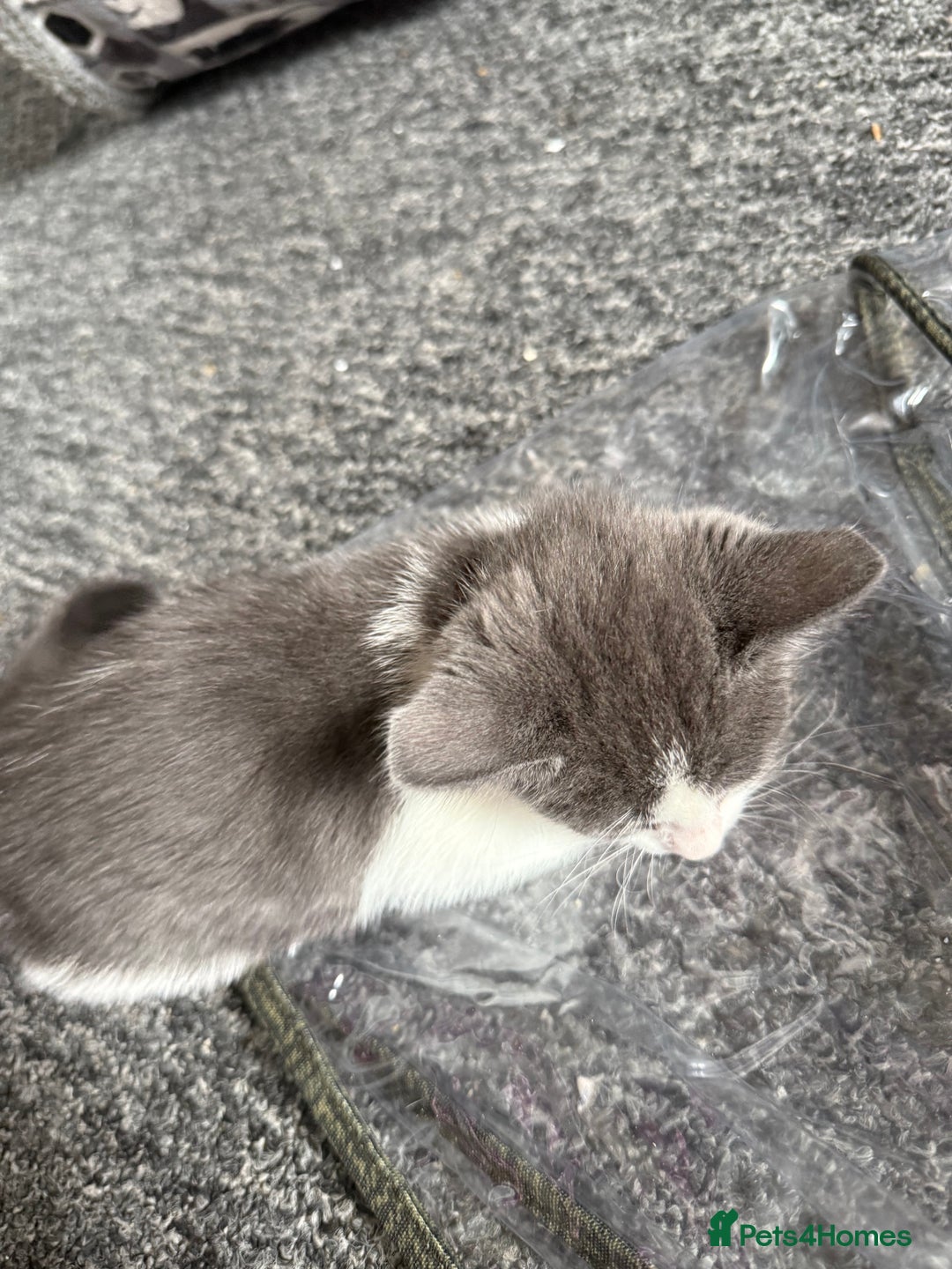 Mixed Breed cats for sale: mixed breed kittens for sale - Image 2