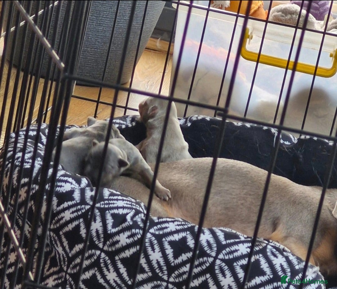 Jack Russell dogs for sale: Miniature Lilac & Blue Jack Russell puppies  - Image 13