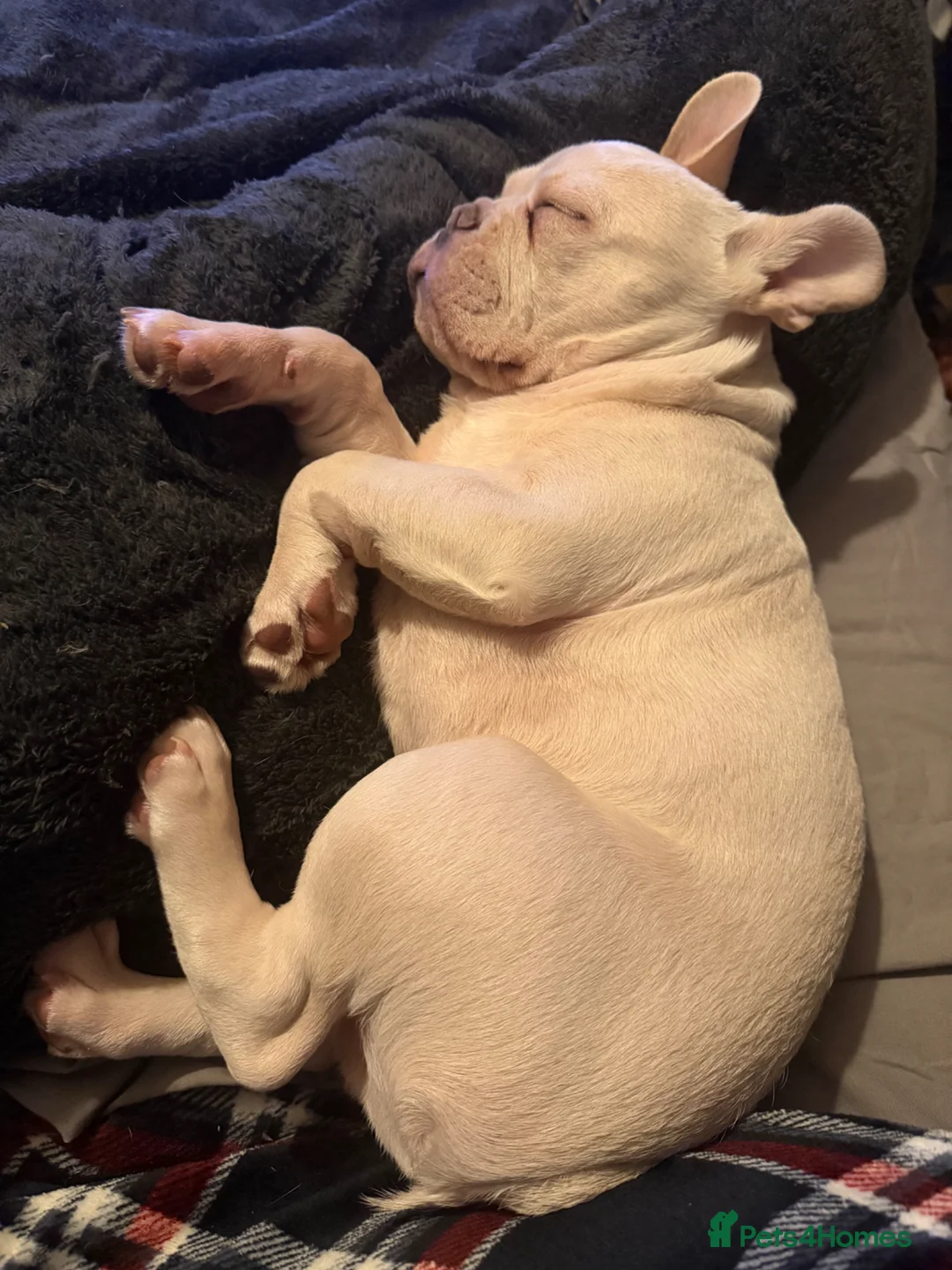 French Bulldog dogs for sale: Meet rocco - Advert 2