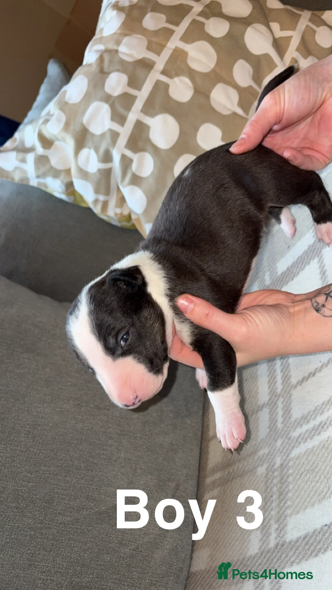 English Bull Terrier dogs for sale: KC registered English Bull Terrier Puppies - Advert 23