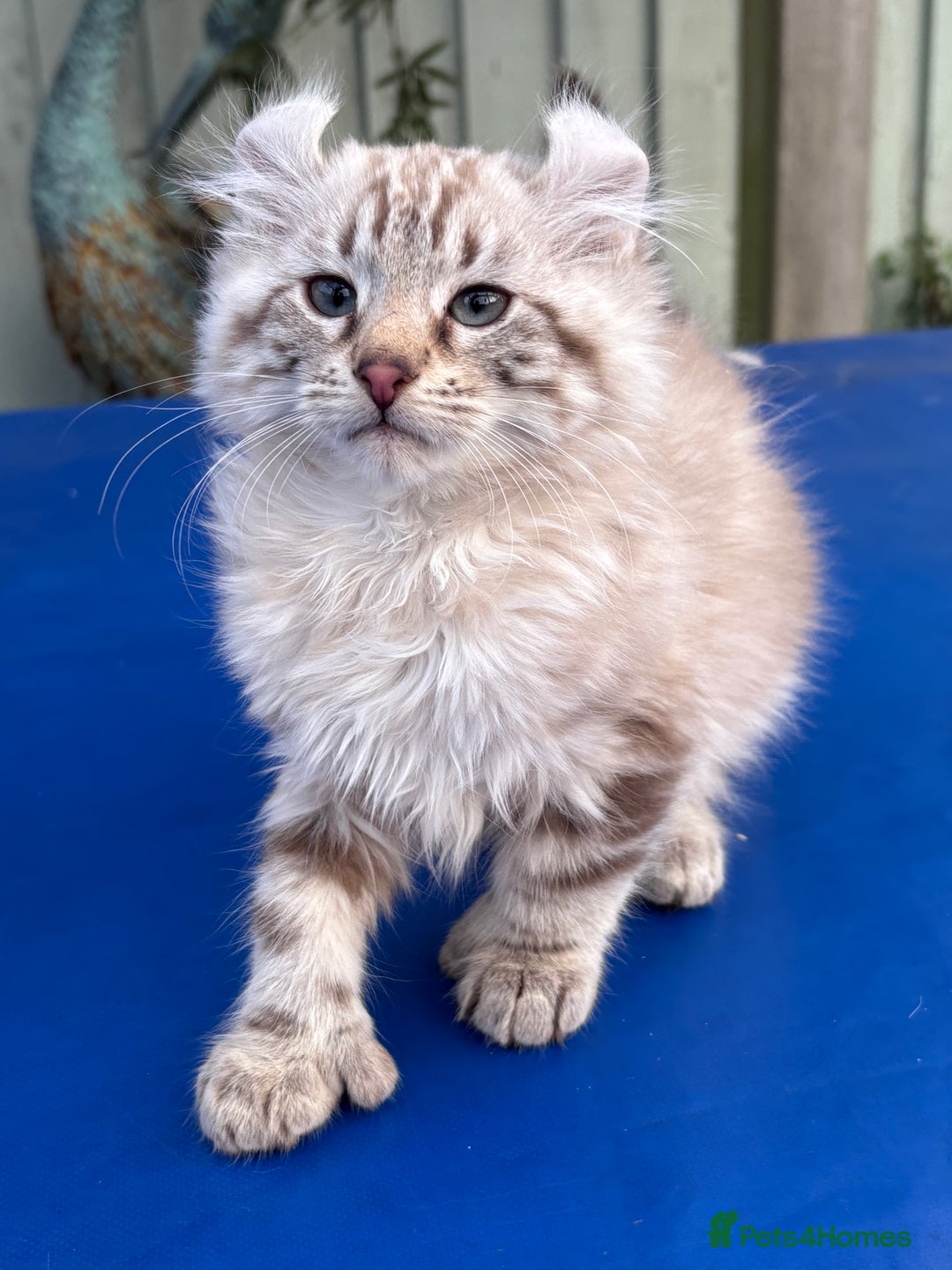 Keetso cats for sale: Stunning rare longhaired polydactyl curled eared  - Advert 18
