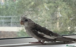 Cockatiels birds for sale: Baby cockatiel birds - Image 8