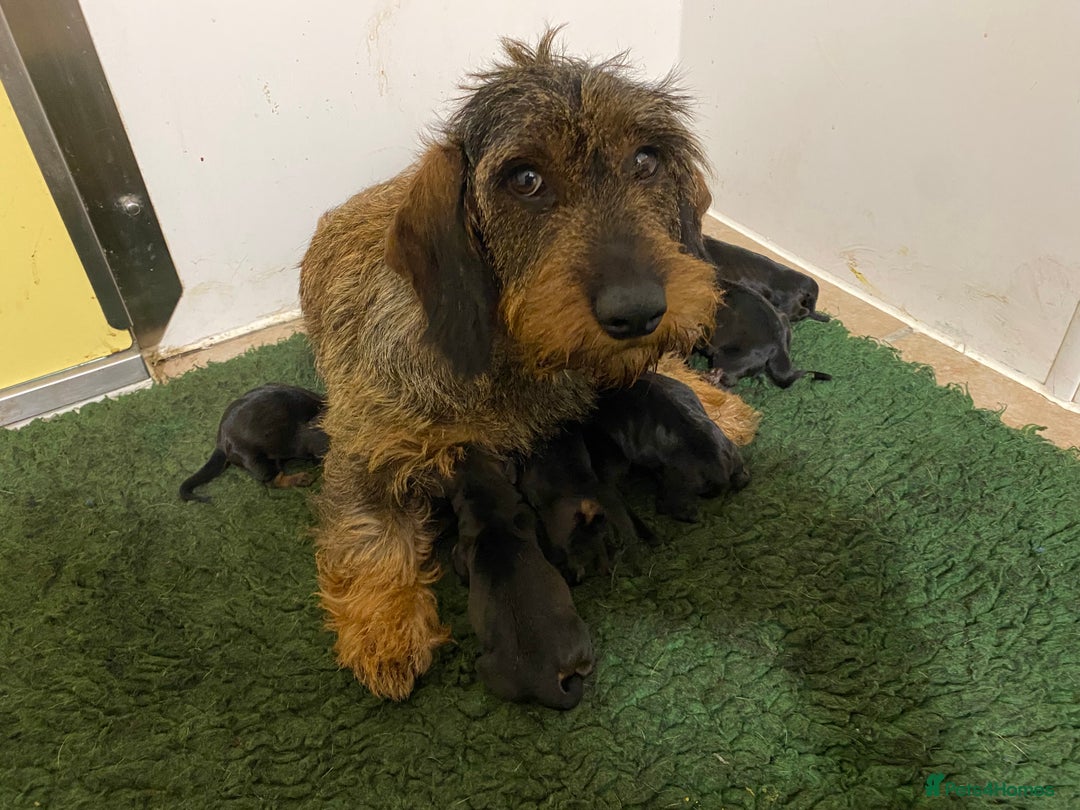 Dachshund dogs for sale: Outstanding Pedigree Litter-Health Tested Parents - Advert 2