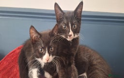 Mixed Breed cats for sale: 3 black and white kittens  - Image 1