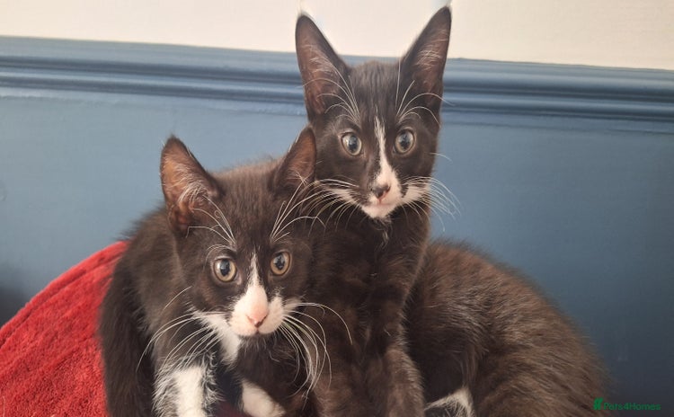 Mixed Breed cats - Advert 14