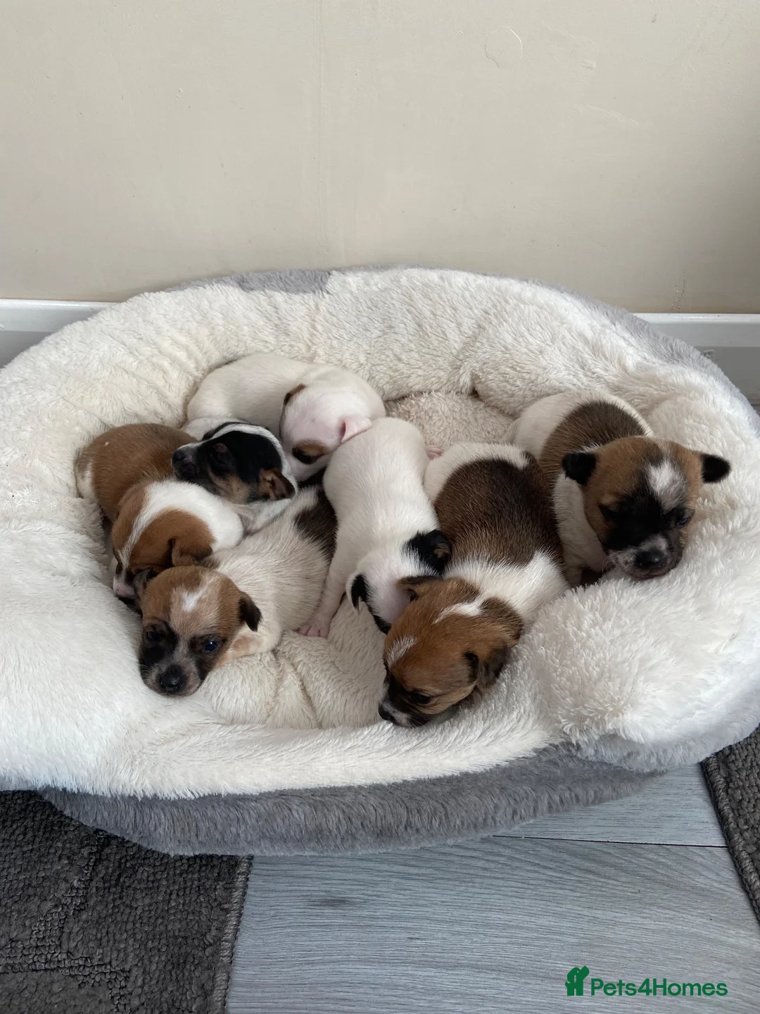 Jack Russell dogs for sale: Jackrussel pups  - Advert 5