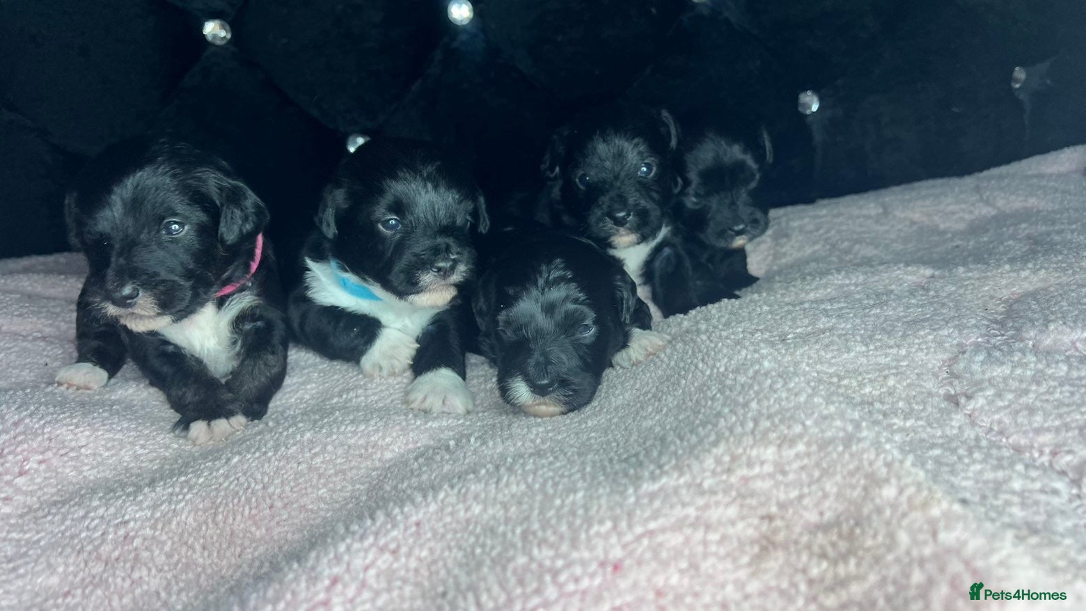 Jackapoo dogs 🏆🥇 Beautiful Jackapoo puppies 🥇🏆 - Advert 1