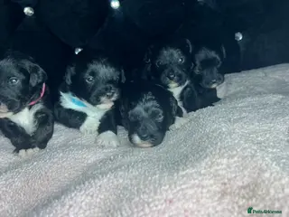 Jackapoo dogs 🏆🥇 Beautiful Jackapoo puppies 🥇🏆 - Advert 1